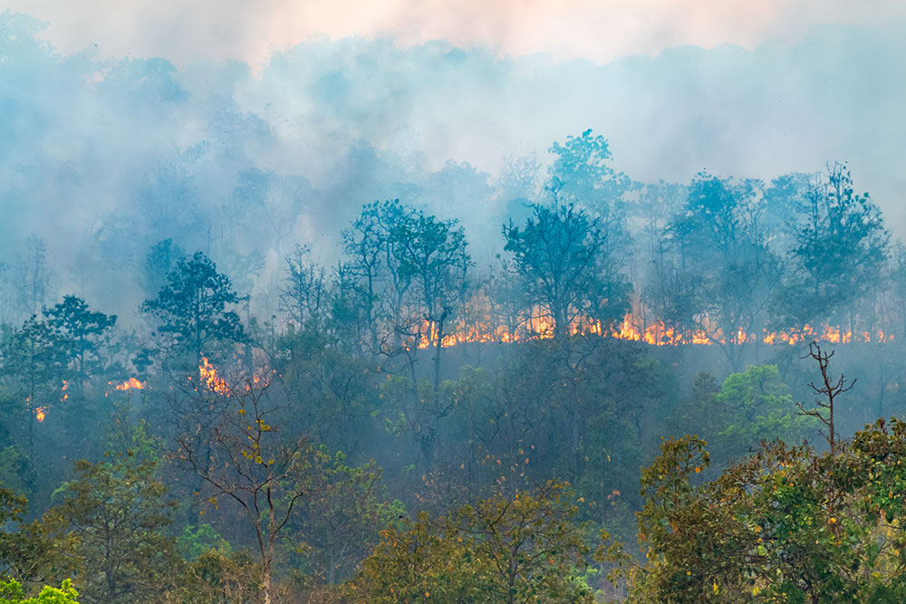 lutter contre les feux de forêts par le débroussaillage