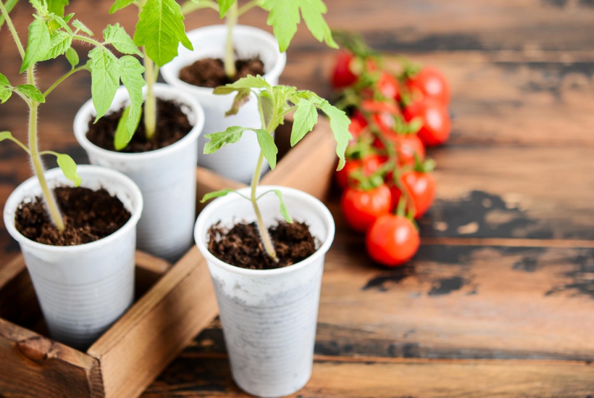 Comment cultiver des tomates avec acteur naturel de Pubert