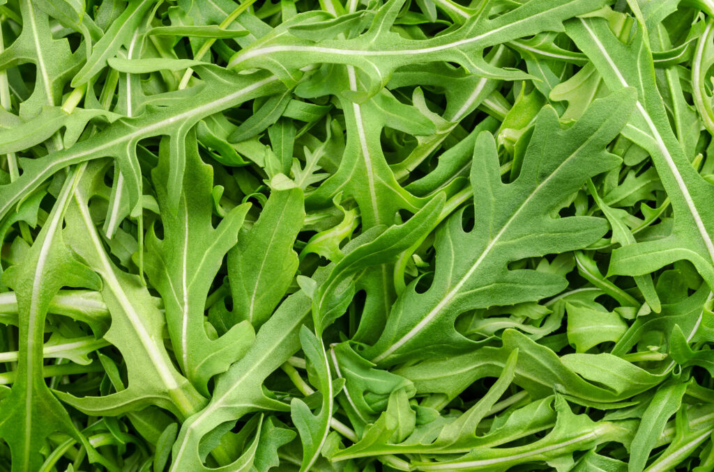 La roquette est devenue la star des salades