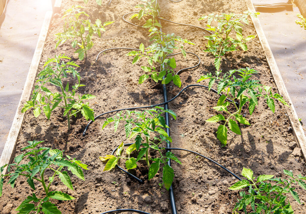 Comment réaliser un potager économe en eau